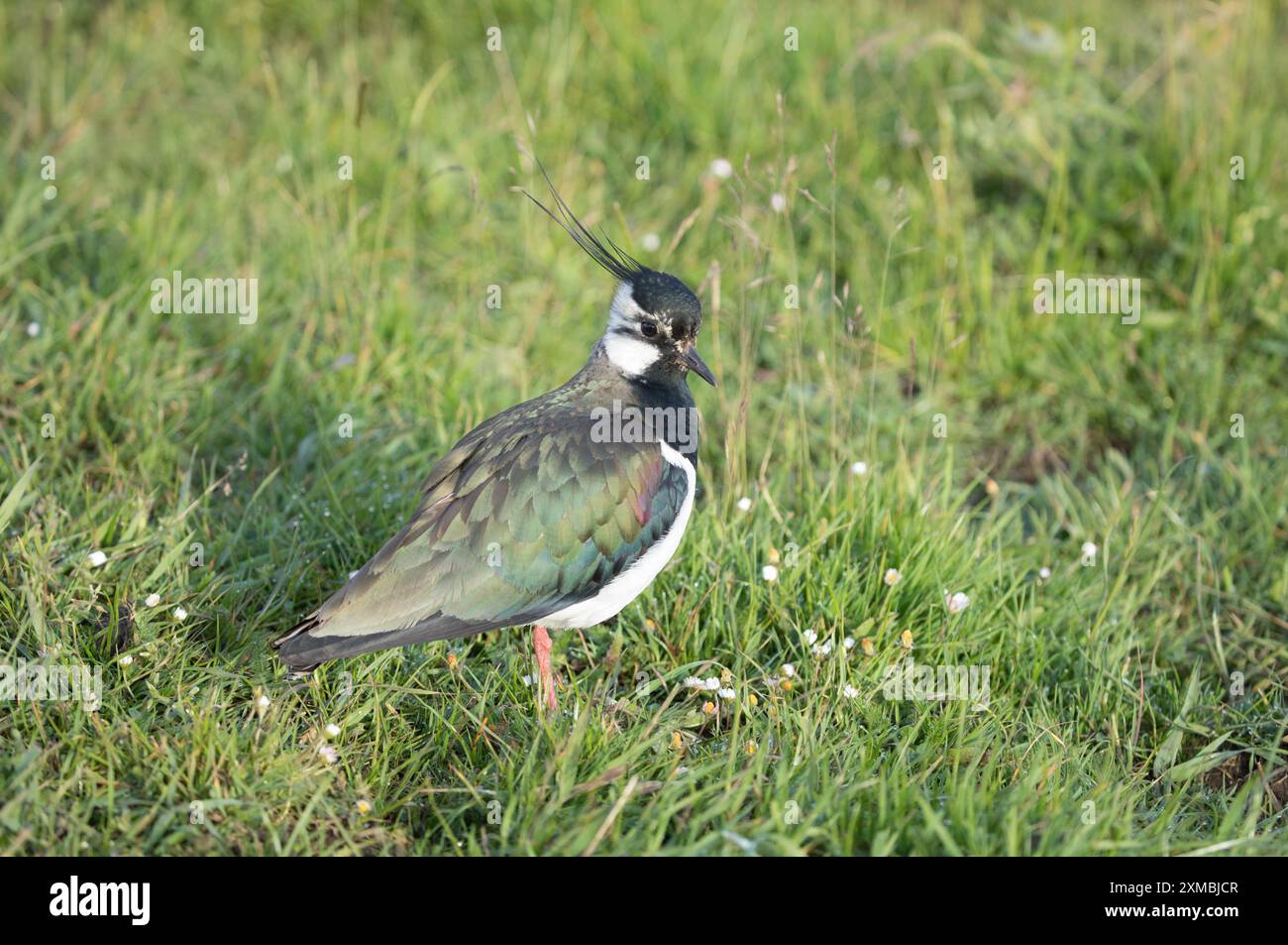 Lapwing, Coverdale, Yorkshire Dales Stockfoto