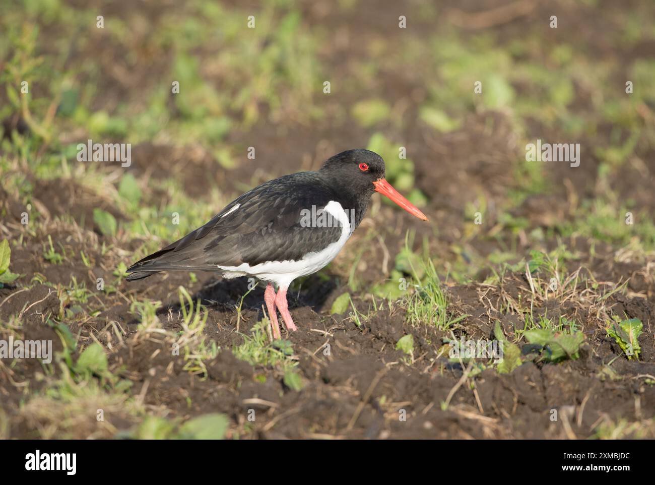Austernfänger in Coverdale, Yorkshire Dales Stockfoto