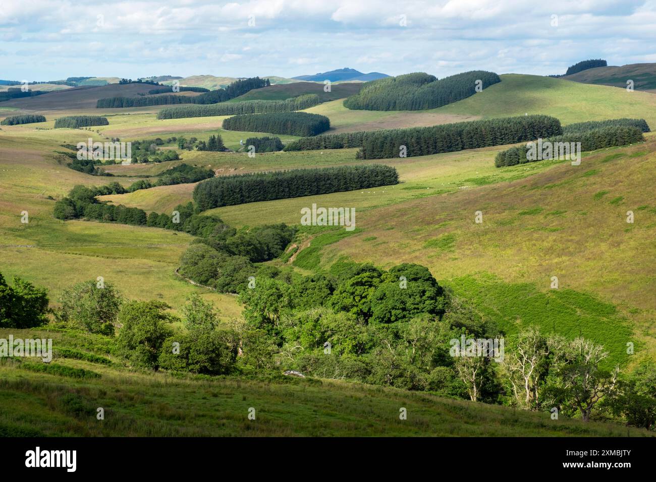 Blick auf das Allan Water Valley in der Nähe der Skelfhill Farm, Hawick Scottish Borders. UK Stockfoto