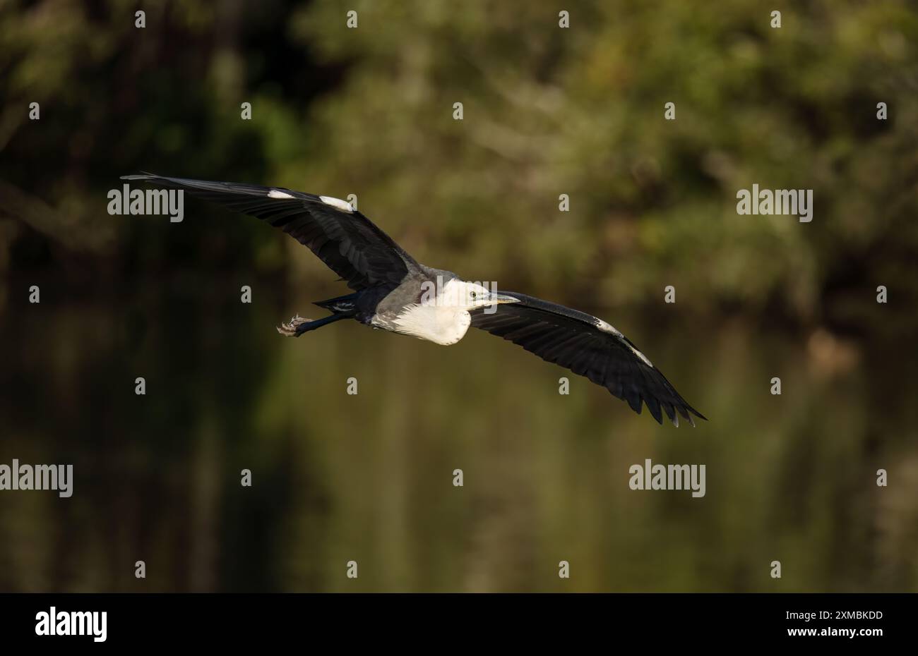 Pazifikreiher (Ardea pacifica) ist ein großer, langbeiniger Vogel mit langem Hals, kleinem Kopf und Spitzschnabel, der im Flug seine Flügelspannweite zeigt. Stockfoto Pazifikreiher (Ardea pacifica) ist ein großer, langbeiniger Vogel mit langem Hals, kleinem Kopf und Spitzschnabel, der im Flug seine Flügelspannweite zeigt. Stockfoto