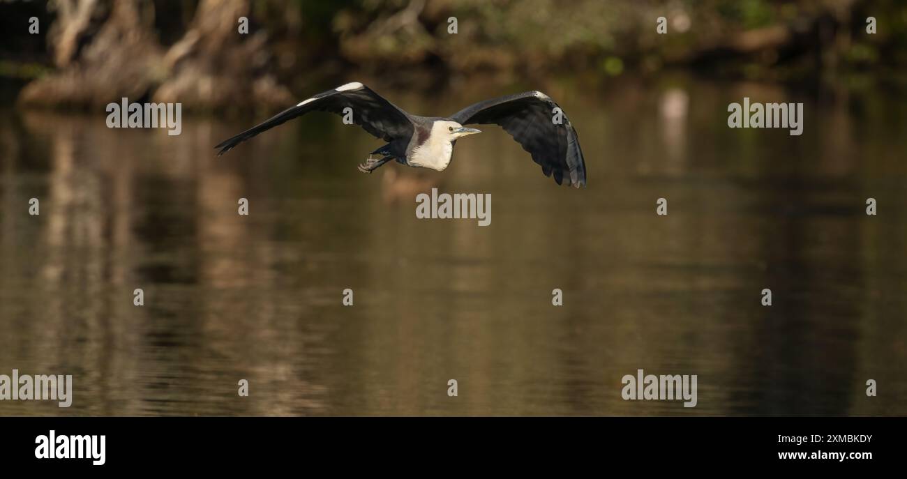 Der Weißhalsreiher oder Pazifikreiher (Ardea pacifica) ist ein großer, langbeiniger Vogel mit langem Hals, kleinem Kopf und Spitzschnabel. Stockfoto Der Weißhalsreiher oder Pazifikreiher (Ardea pacifica) ist ein großer, langbeiniger Vogel mit langem Hals, kleinem Kopf und Spitzschnabel. Stockfoto