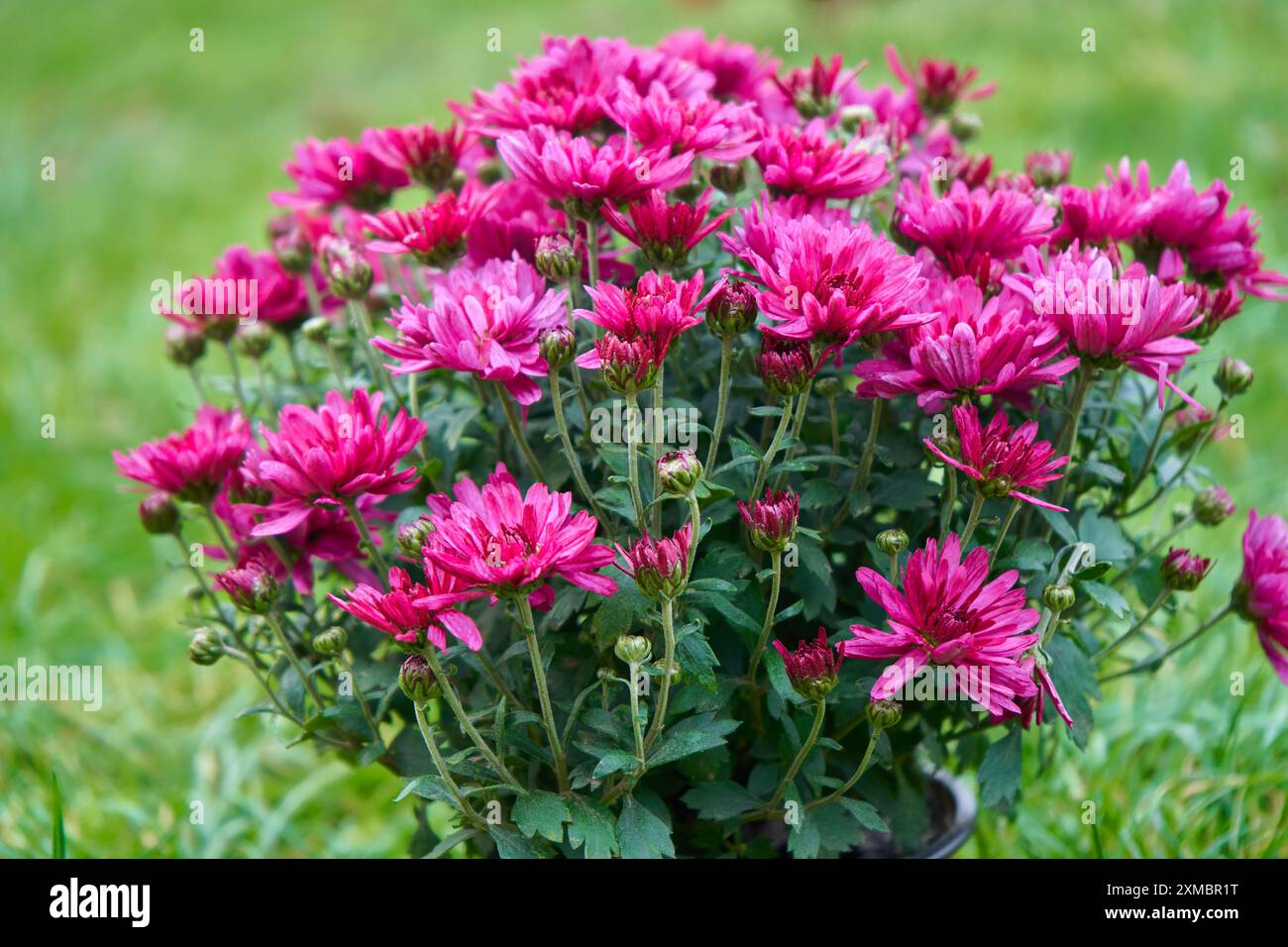 Blüht im Garten herbstliche lila Blumen Stockfoto