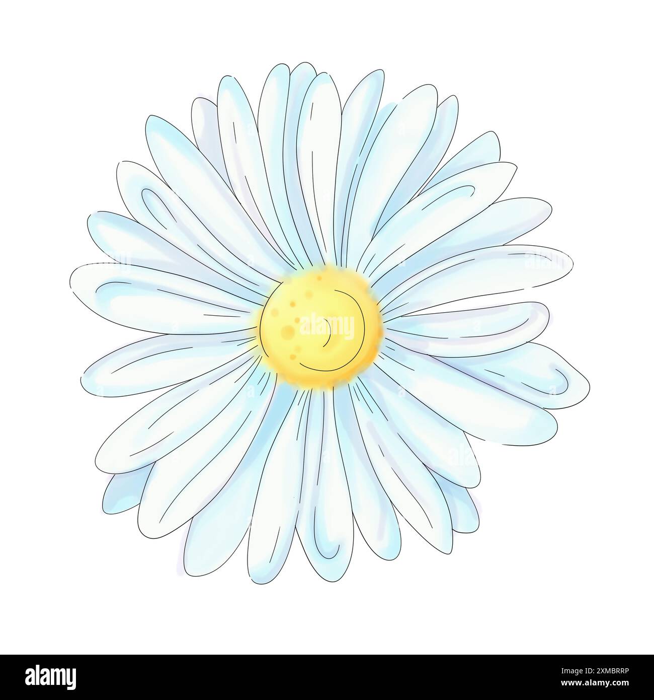 Aquarell Gänseblümchen. Romantische Kamille, rustikaler Stil. Krautklammer im Frühling. Isoliert Stockfoto