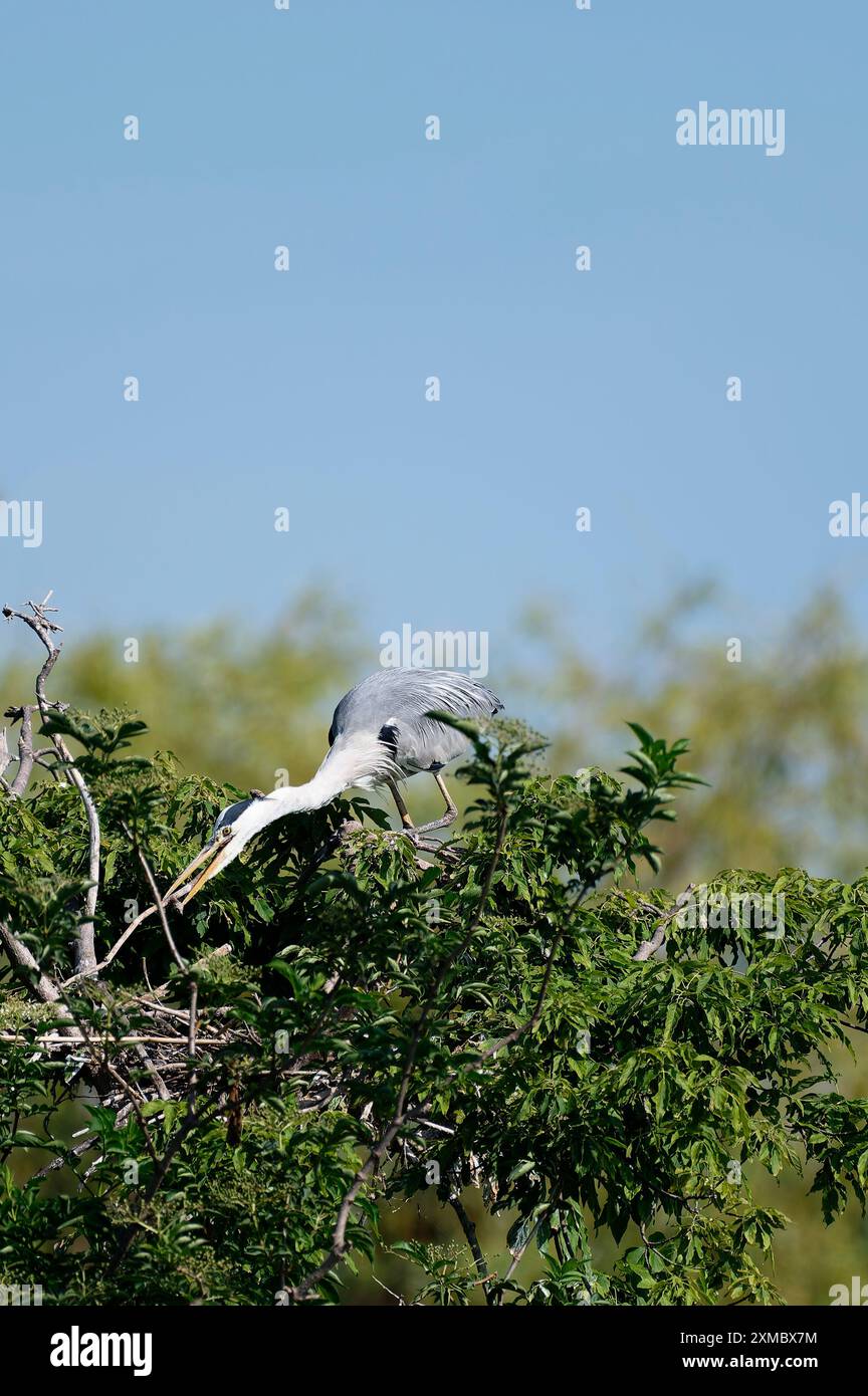 Wien, Österreich. Graureiher (Ardea cinerea) baut ein Nest im Wasserpark Floridsdorf Stockfoto