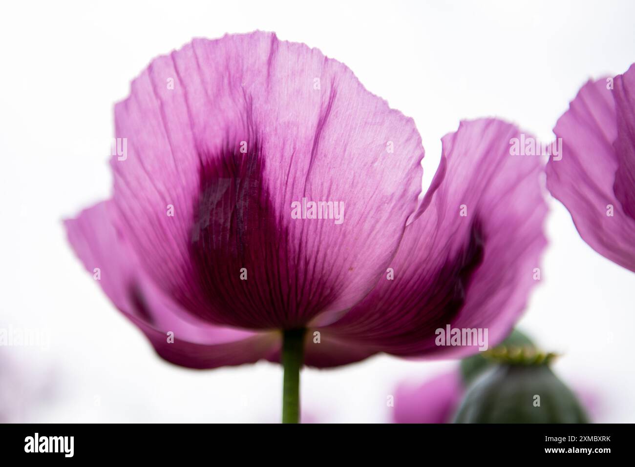 Blühender Opiummohn Papaver somniferum. Nahaufnahme. Stockfoto