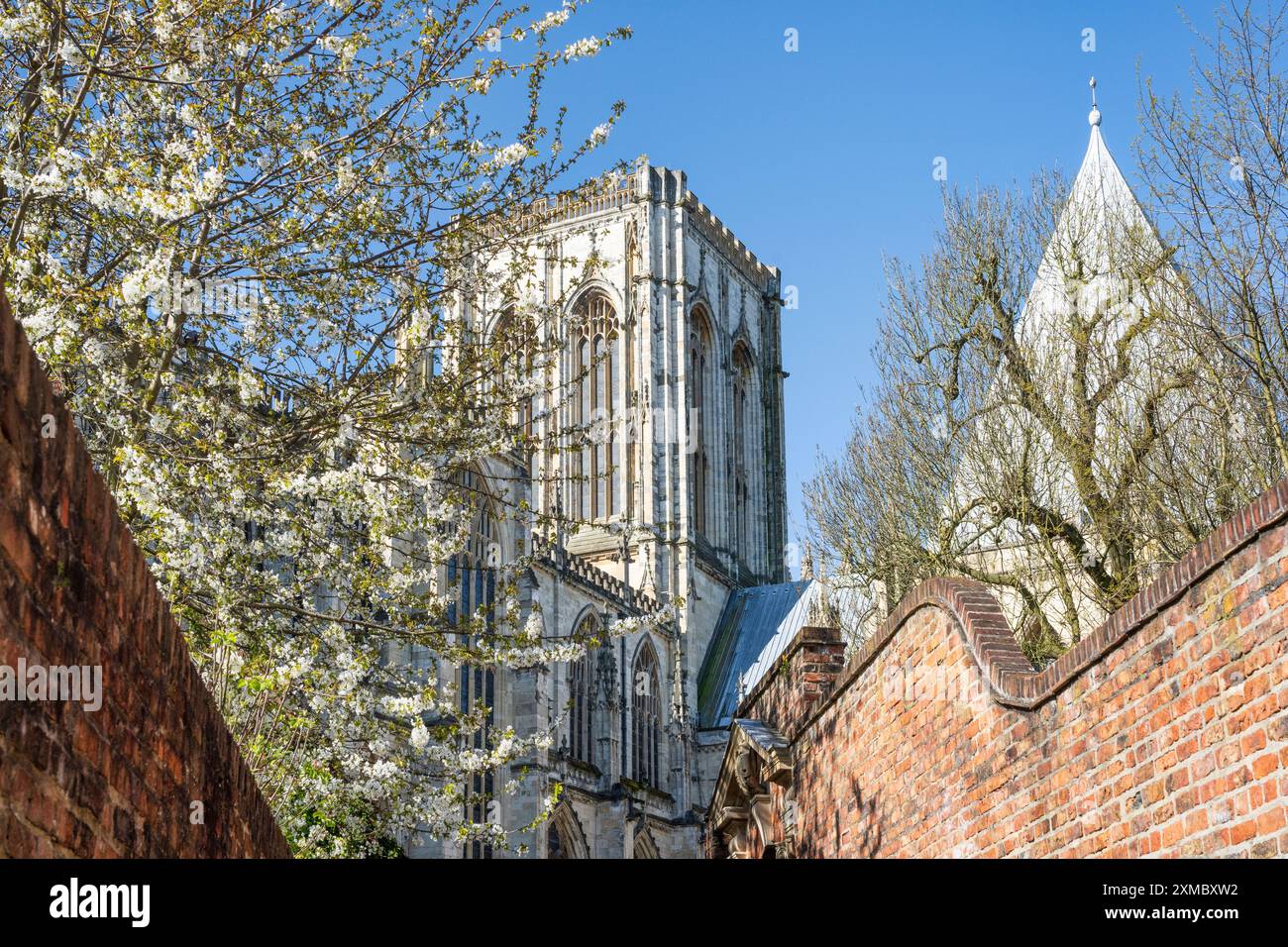 York Minster und Kirschblüte im Frühling, York, England Stockfoto