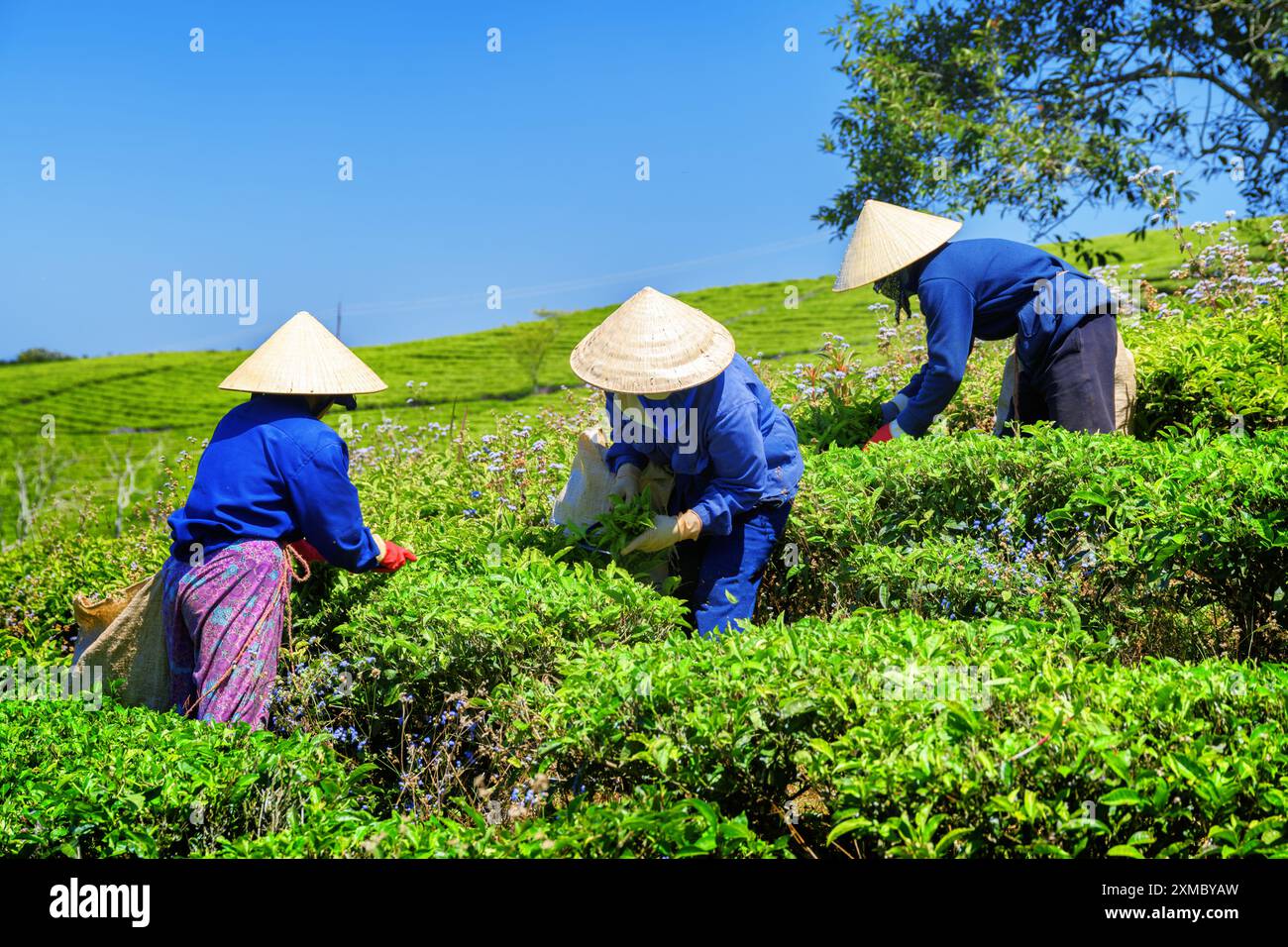 Arbeiter in traditionellen Hüten, die grüne Teeblätter pflücken Stockfoto