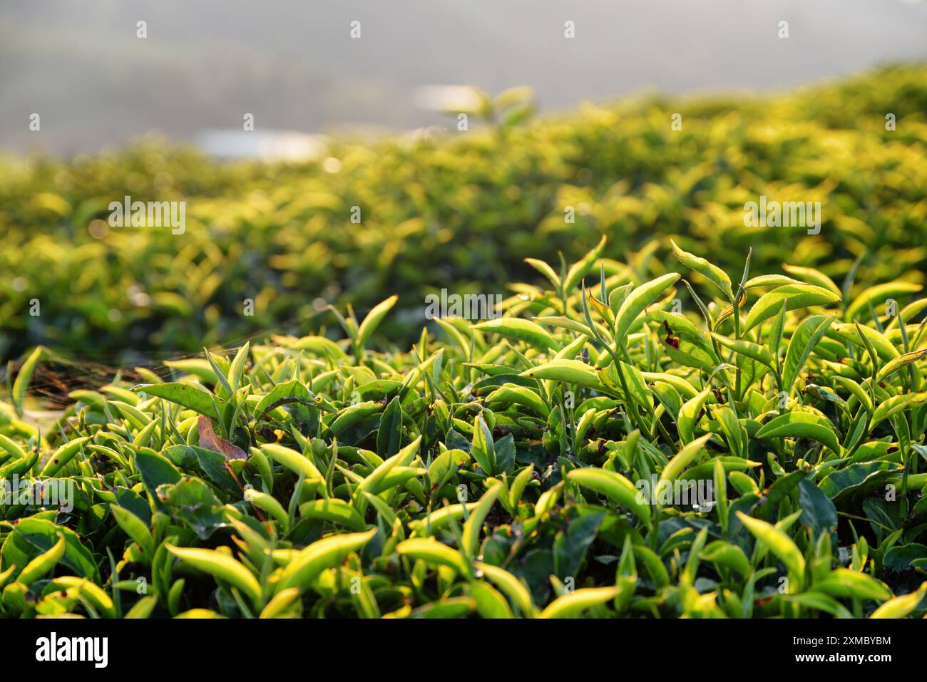 Obere hellgrüne Teeblätter auf der Teeplantage bei Sonnenuntergang Stockfoto