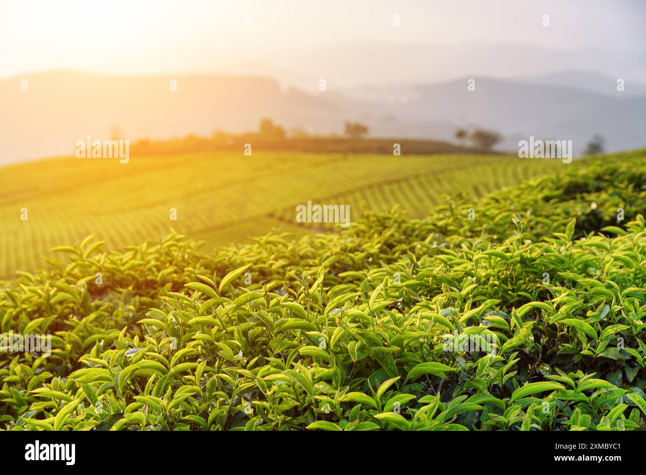 Wunderschöne grüne Teeblätter auf der Teeplantage bei Sonnenuntergang Stockfoto