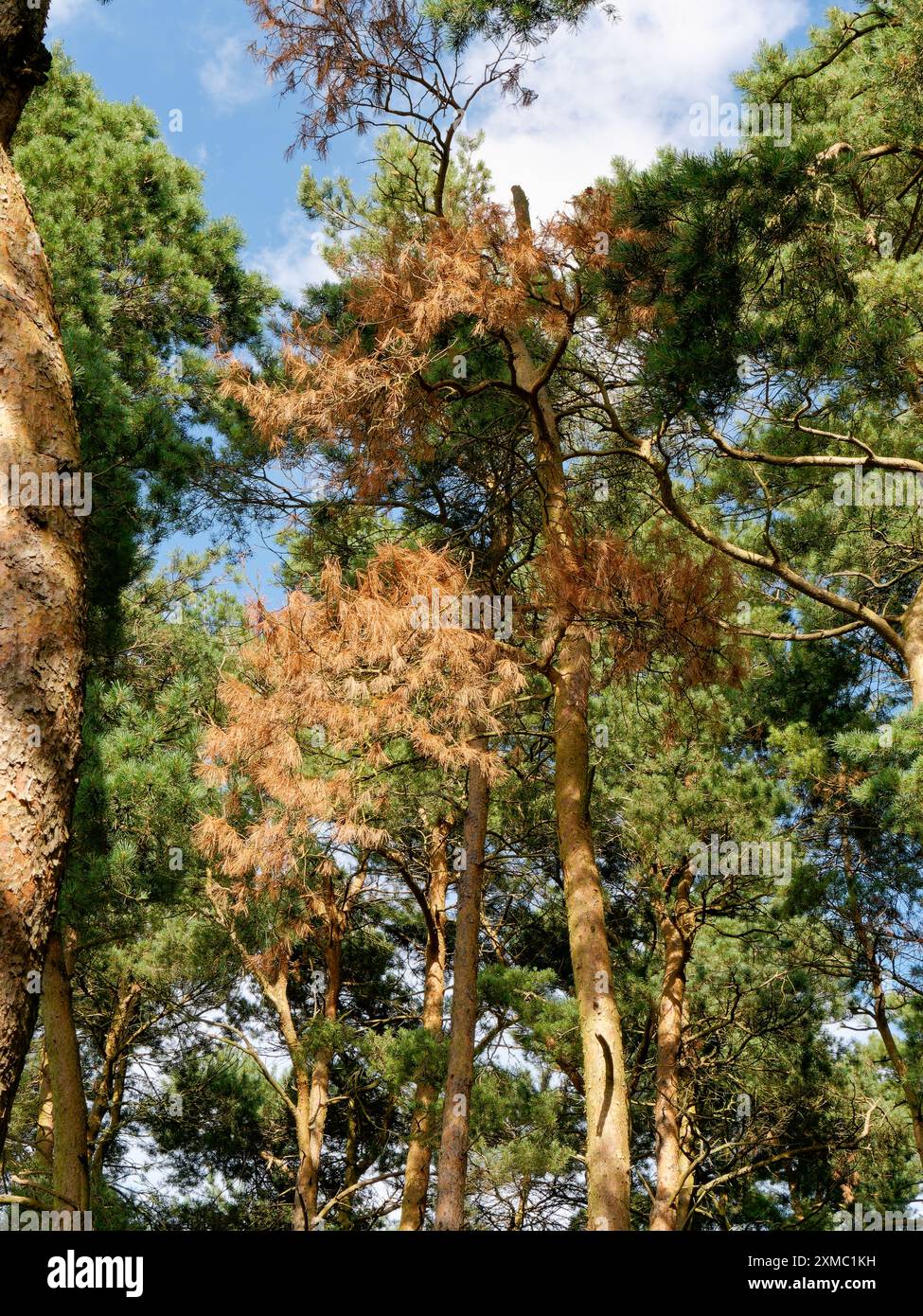 Scots Kiefernnadeln, die als Folge der Kiefernwelke im Folly Hill Forest, Faringdon, Oxfordshire, England, entstanden sind Stockfoto