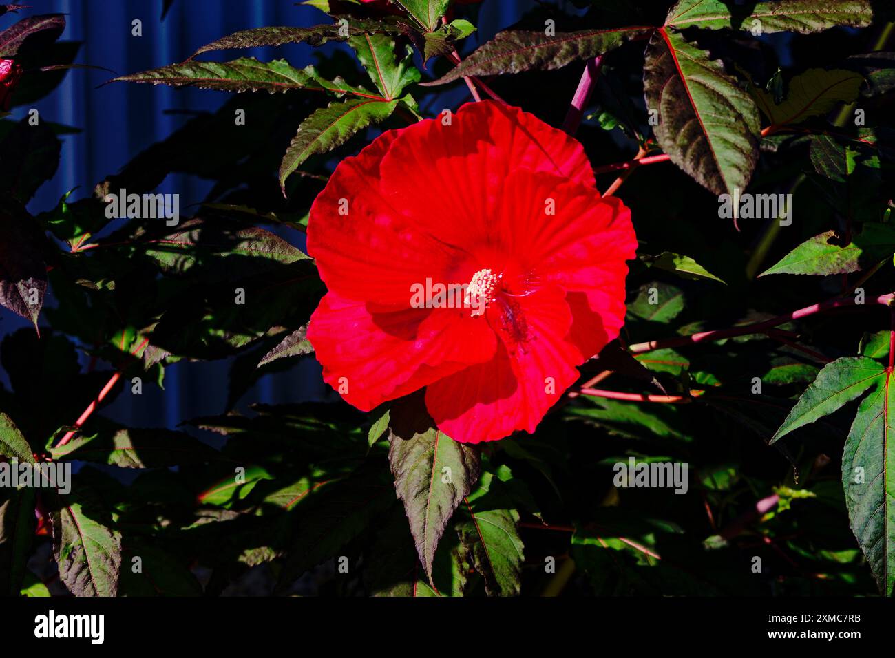 Riesenhibiskus, genannt „Dinner Teller Hibiscus“, ein Name, der für seine riesigen 7-9 Zoll breiten, kreisförmigen Blüten geprägt ist. Stockfoto