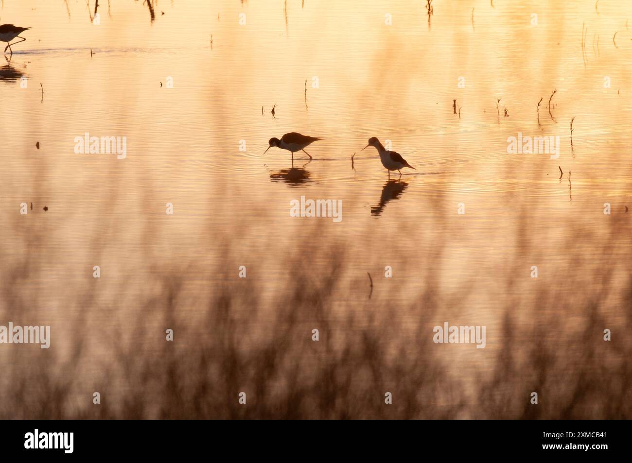 Südlicher Stelzen, Himantopus melanurus im Flug, Provinz La Pampa, Patagonien, Argentinien Stockfoto