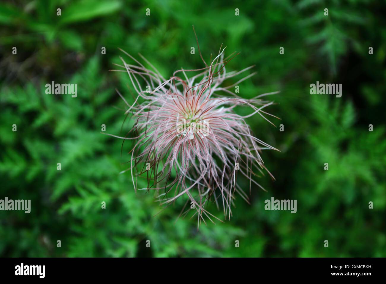 Alpine Pasqueflower Stockfoto