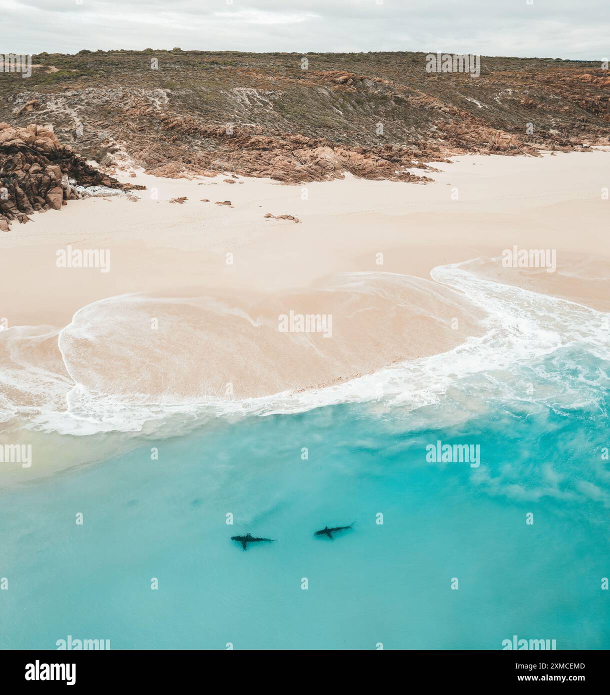 Ein Blick aus der Vogelperspektive auf Bronze Walhaie in der Nähe der Küste in Australien Monkey Mia, Shark Bay an einem sonnigen, schönen Tag Stockfoto