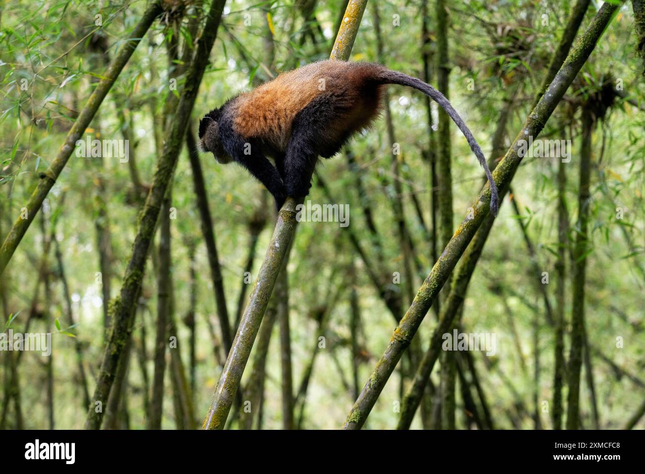 Ruanda, Volcanoes National Park. Goldener Affe (Cercopithecus kandti) in einem typischen Bambuswald-Lebensraum. Stockfoto