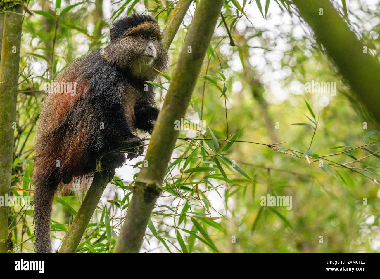 Ruanda, Volcanoes National Park. Goldener Affe (Cercopithecus kandti) in einem typischen Bambuswald-Lebensraum. Stockfoto