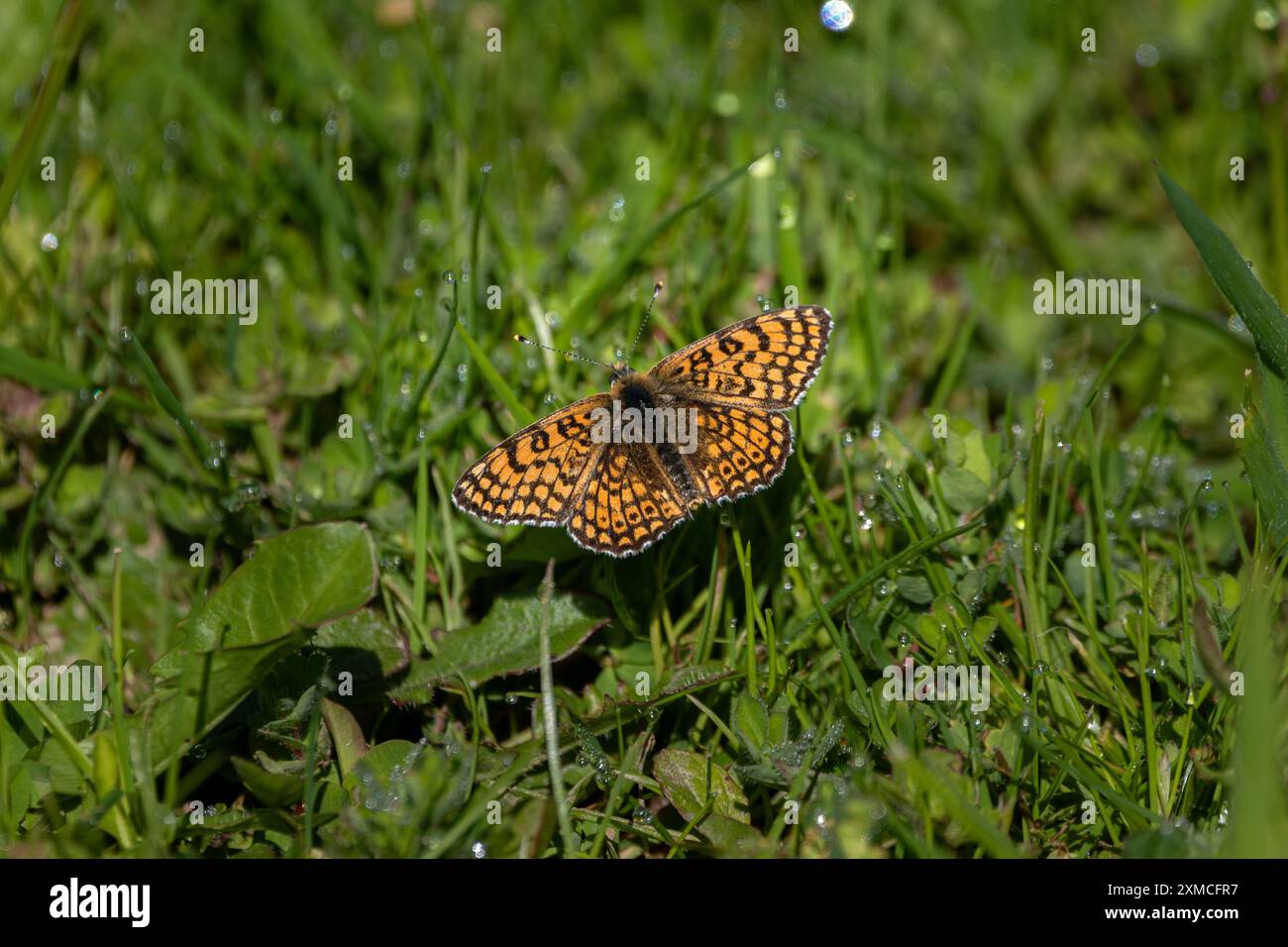 Eine Glanville Fritillary (Melitaea cinxia), die sich auf einer gelben Blume niederließ. Stockfoto