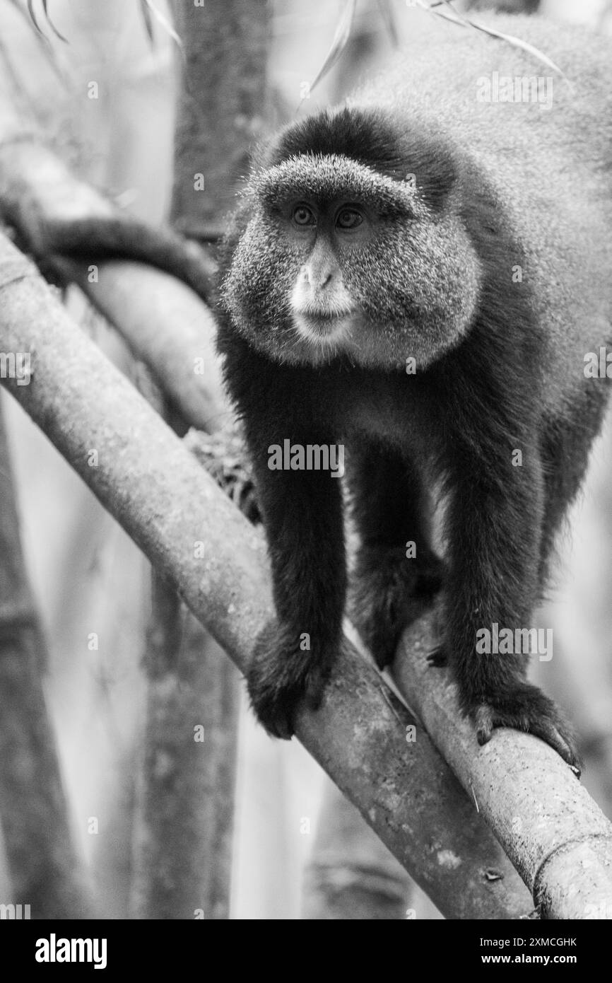 Ruanda, Volcanoes National Park. Goldener Affe (Cercopithecus kandti) in einem typischen Bambuswald-Lebensraum. S&W Stockfoto