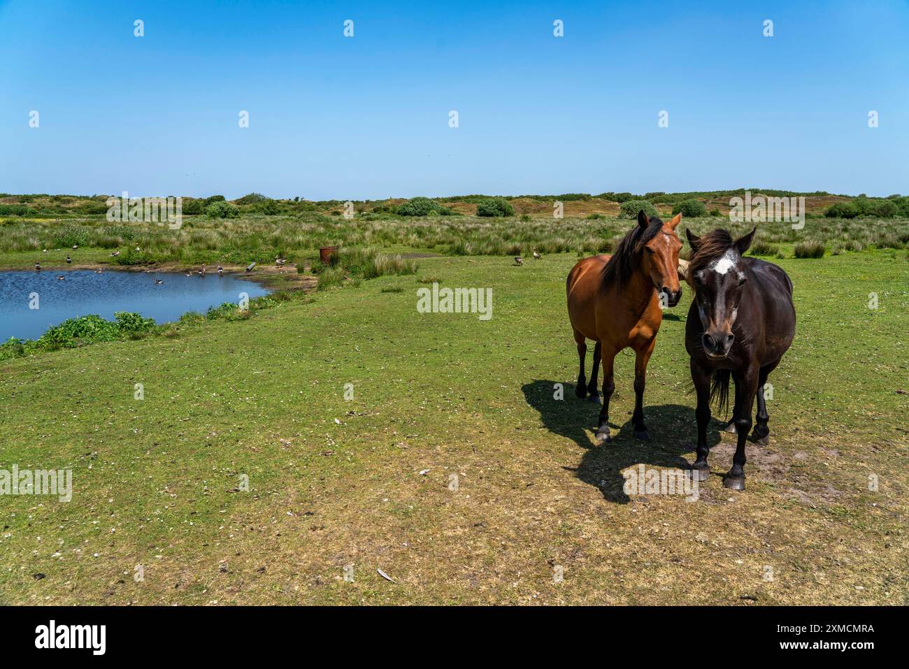 Nordseeinsel Langeoog, Frühsommer, Dünenlandschaft im Zentrum der Insel, Fahrerlager, Niedersachsen, Deutschland Stockfoto