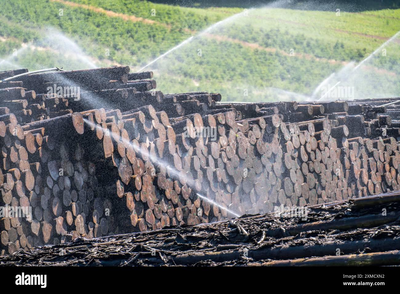 Nassholzlager bei einem Sägewerk wird Holz, das länger gelagert wird, mit Wasser bestreut, damit die Stämme Wasser aufnehmen und somit Schädlinge und die fernhalten Stockfoto