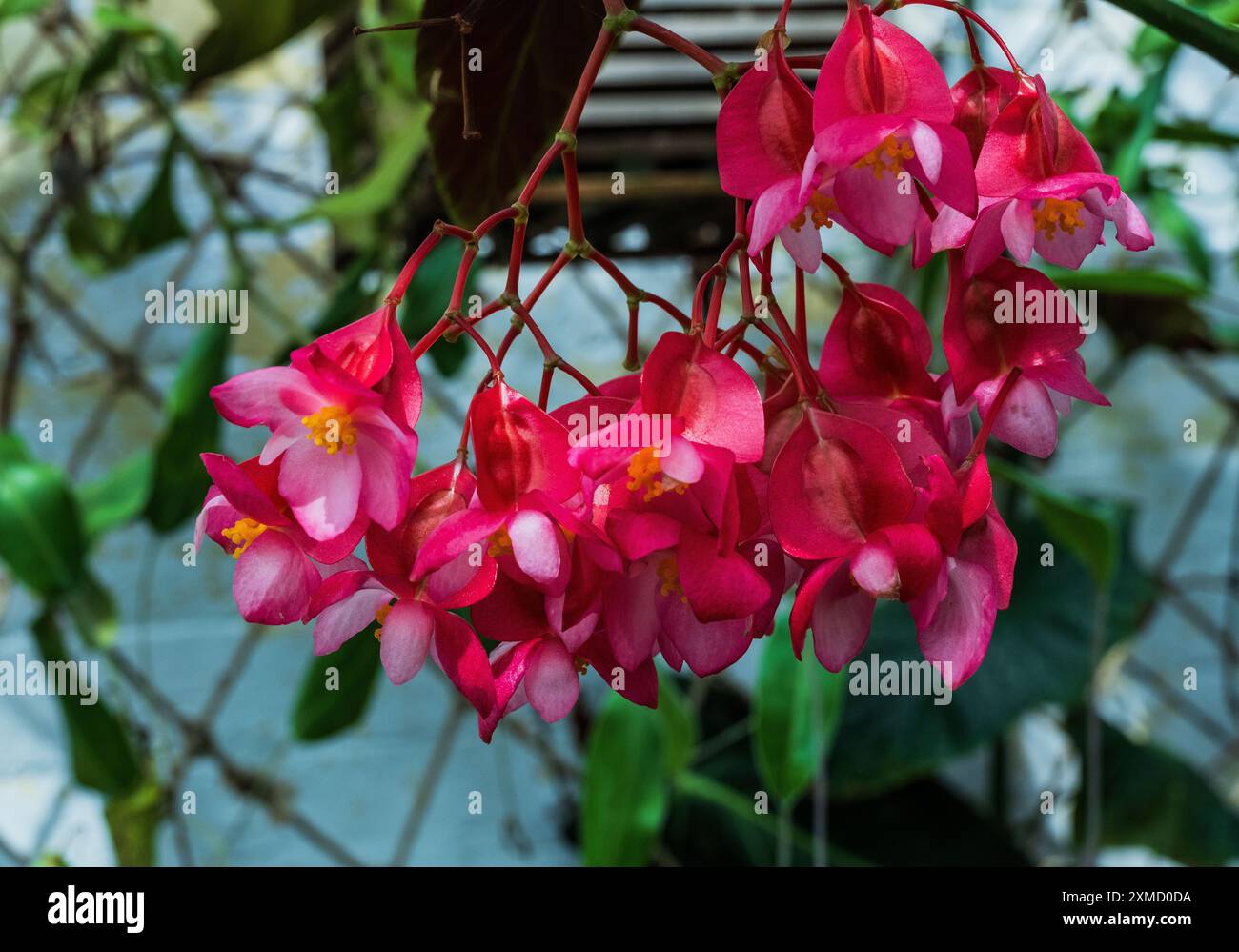 Begonia Hybrid (grün) 200. 2023.0064/B. Downe House. Stockfoto