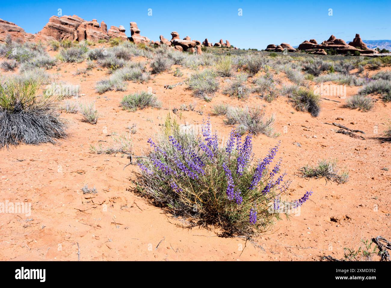 Wilde Lupinen blühen im Frühling im Arches National Park – Moab, Utah, USA Stockfoto