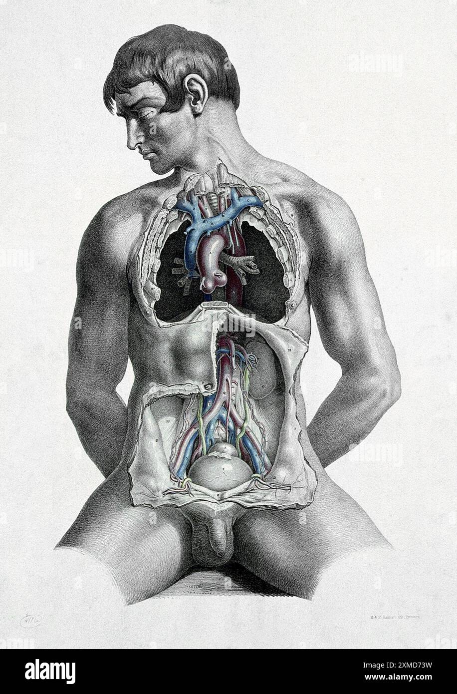 Dissektion des Rumpfes eines sitzenden weißen Mannes mit großen Blutgefäßen. Farblithographie von J. Maclise, 1851. Stockfoto