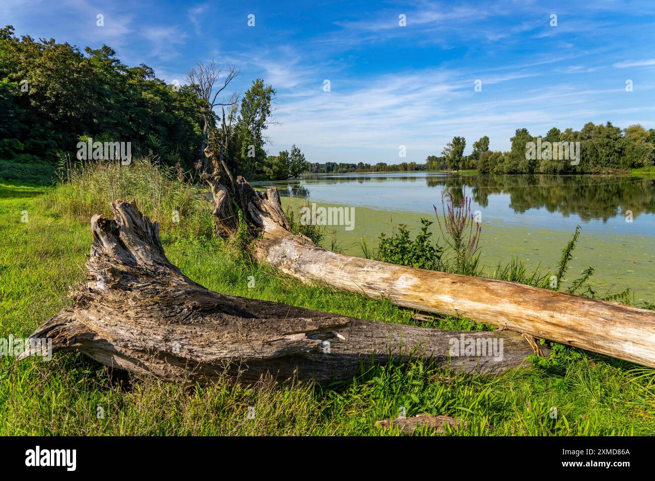 Naturschutzgebiet Bislicher Insel, bei Xanten am Niederrhein, Auenlandschaft, alter Rheinarm, geschützter Lebensraum für viele Tier- und Pflanzenarten Stockfoto