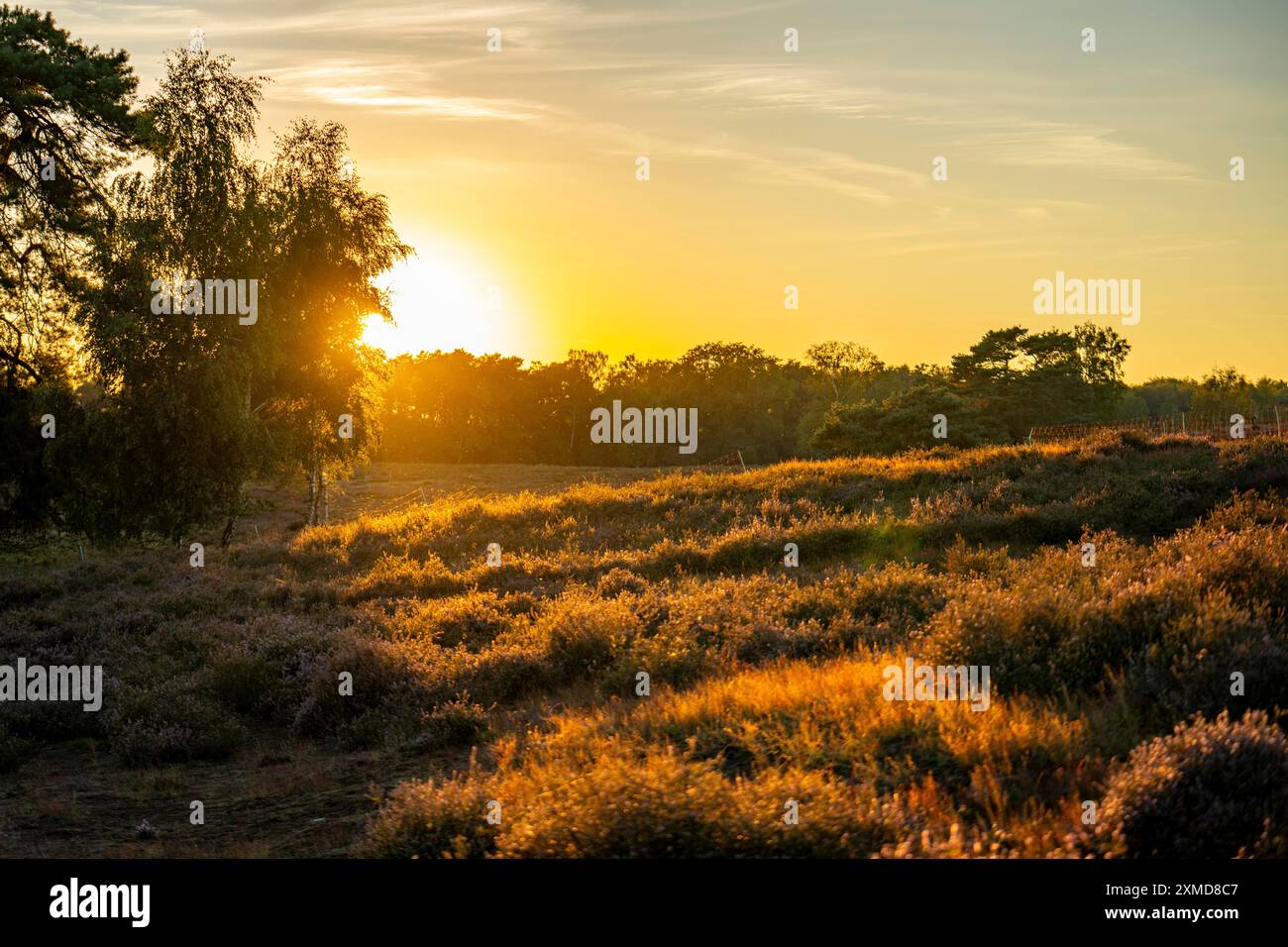 Westruper Heide, im Naturpark hohe Mark Westmünsterland, bei Haltern am See, Heideblüte, Nordrhein-Westfalen, Deutschland Stockfoto