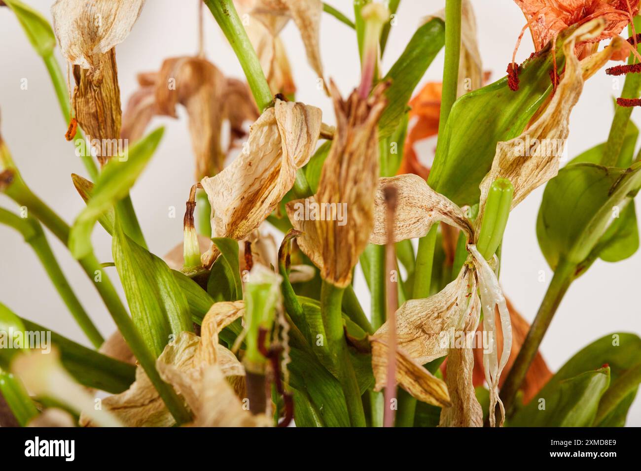 USA Stockfoto