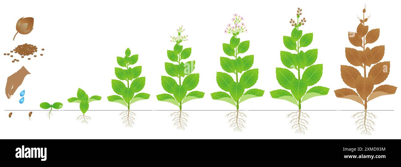 Wachstumszyklus der Tabakpflanze isoliert auf weißem Hintergrund. Stock Vektor