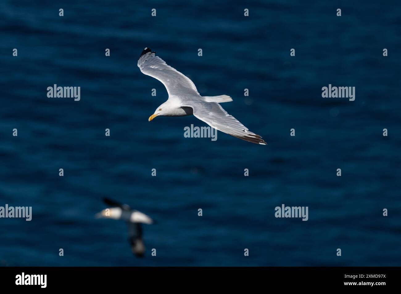Heringsmöwe, Larus argentatus, in der Luft, die über den Ozean fliegt, am Cape St. Mary's, Neufundland Stockfoto