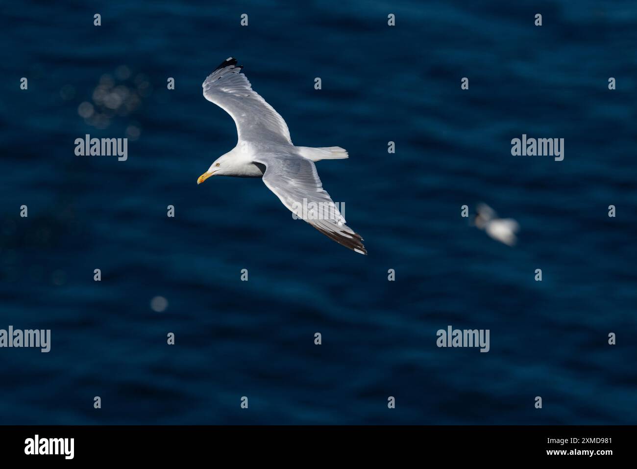 Heringsmöwe, Larus argentatus, in der Luft, die über den Ozean fliegt, am Cape St. Mary's, Neufundland Stockfoto
