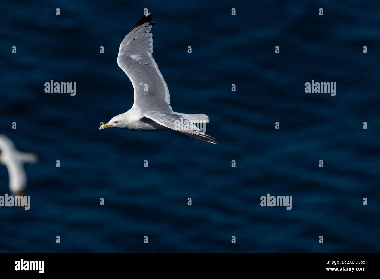 Heringsmöwe, Larus argentatus, in der Luft, die über den Ozean fliegt, am Cape St. Mary's, Neufundland Stockfoto