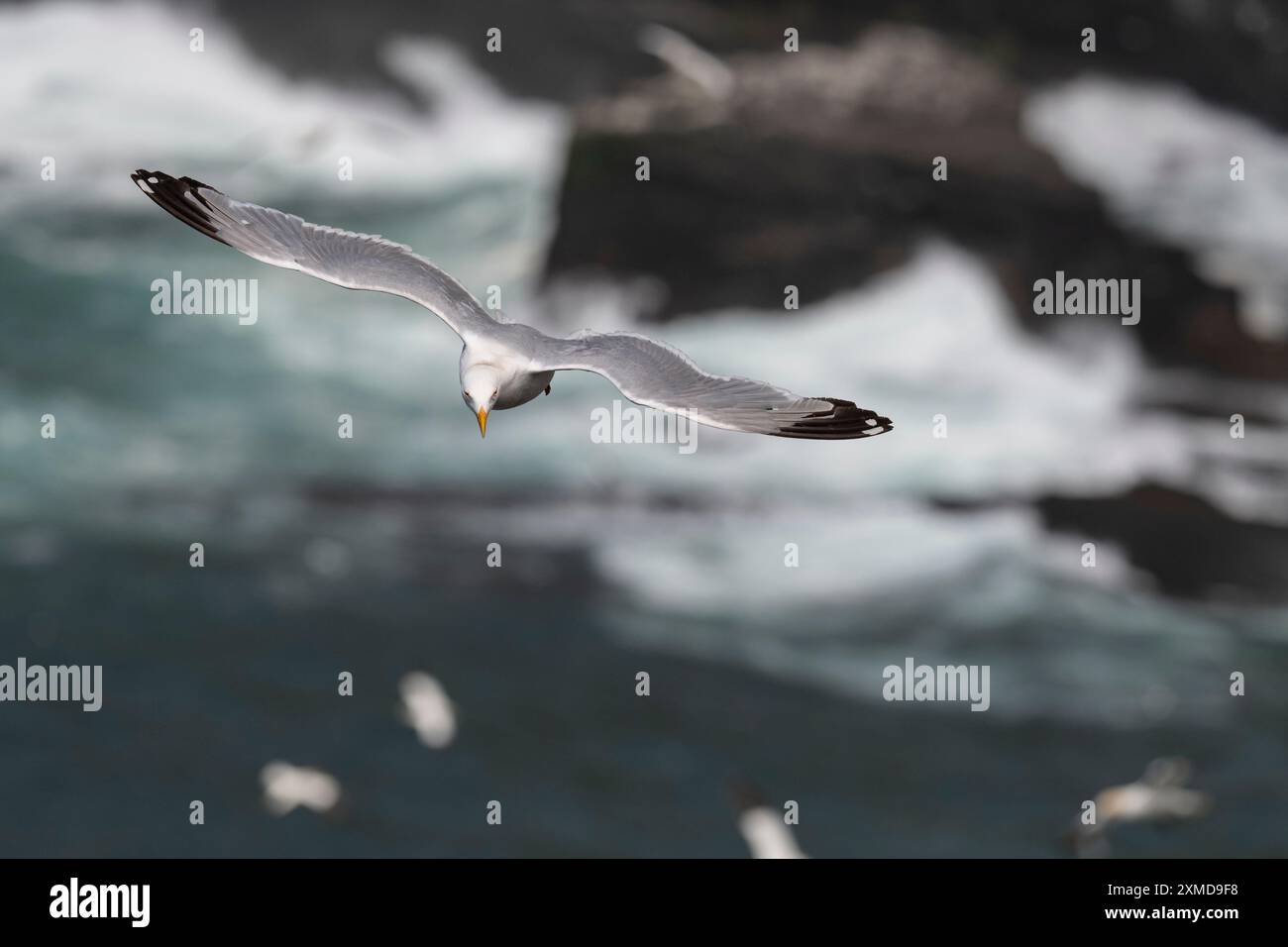 Heringsmöwe, Larus argentatus, in der Luft, die über den Ozean fliegt, am Cape St. Mary's, Neufundland Stockfoto