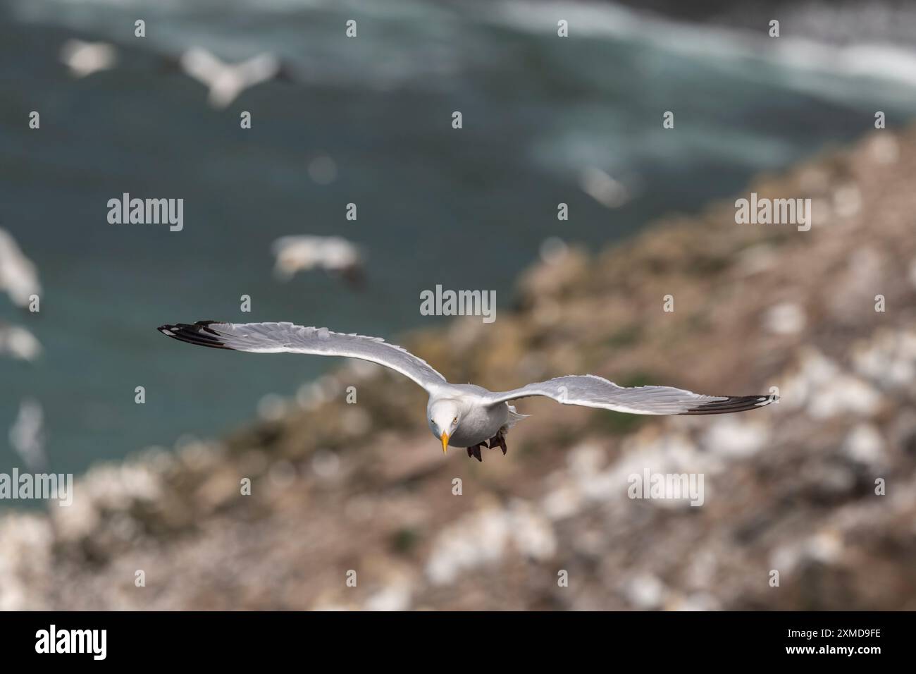 Heringsmöwe, Larus argentatus, in der Luft, die über den Ozean fliegt, am Cape St. Mary's, Neufundland Stockfoto