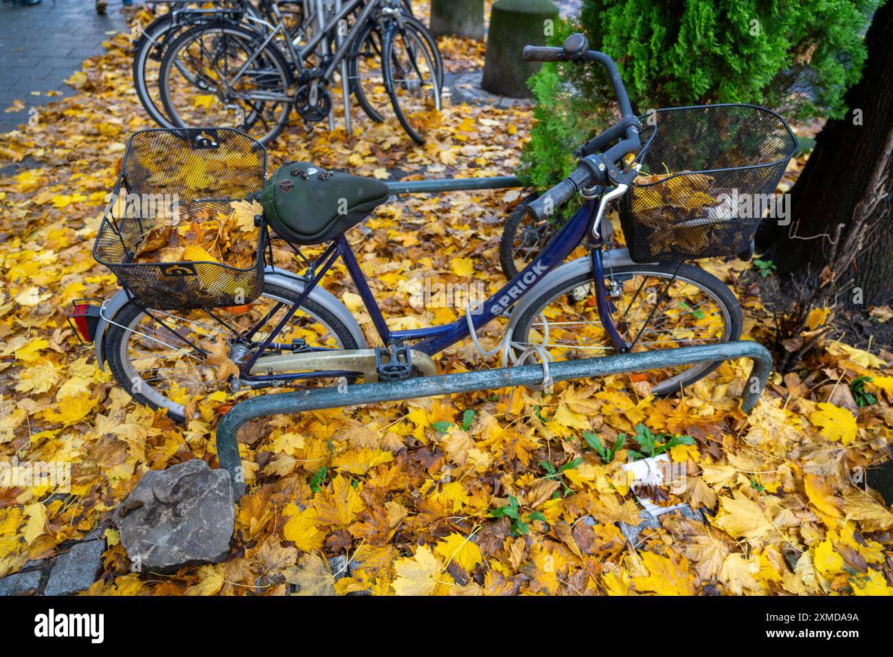 Herbst, Blätter, Fahrradparkplatz, Parkplatz, Fahrräder stehen auf Herbstlaub, Teppich aus Blättern Stockfoto