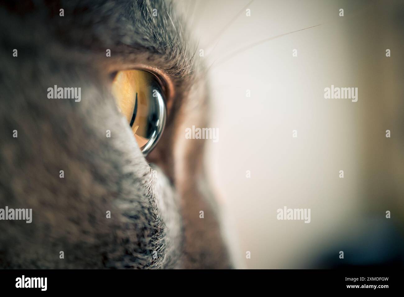 Extrem Nahaufnahme der seitlichen Ansicht des bernsteinfarbenen Auges einer grauen Katze Stockfoto