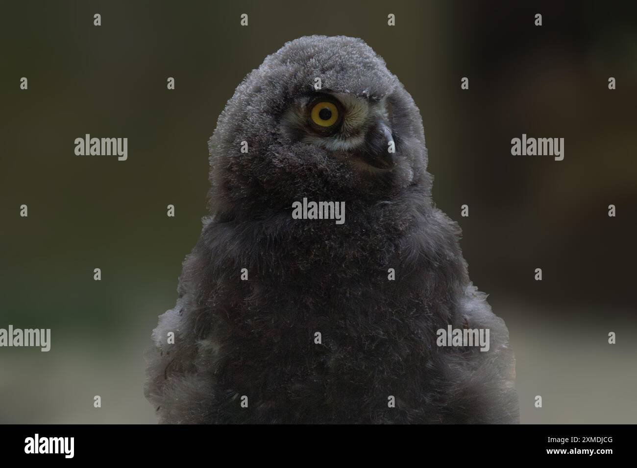 Schneeeuleneule isolierte Nahaufnahme Stockfoto