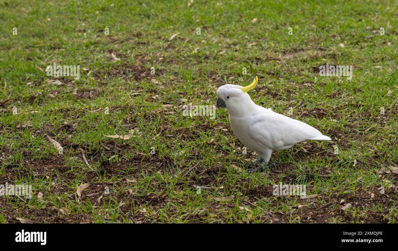Kakadus in den Royal Botanical Gardens, Sydney, Australien, NSW. Stockfoto