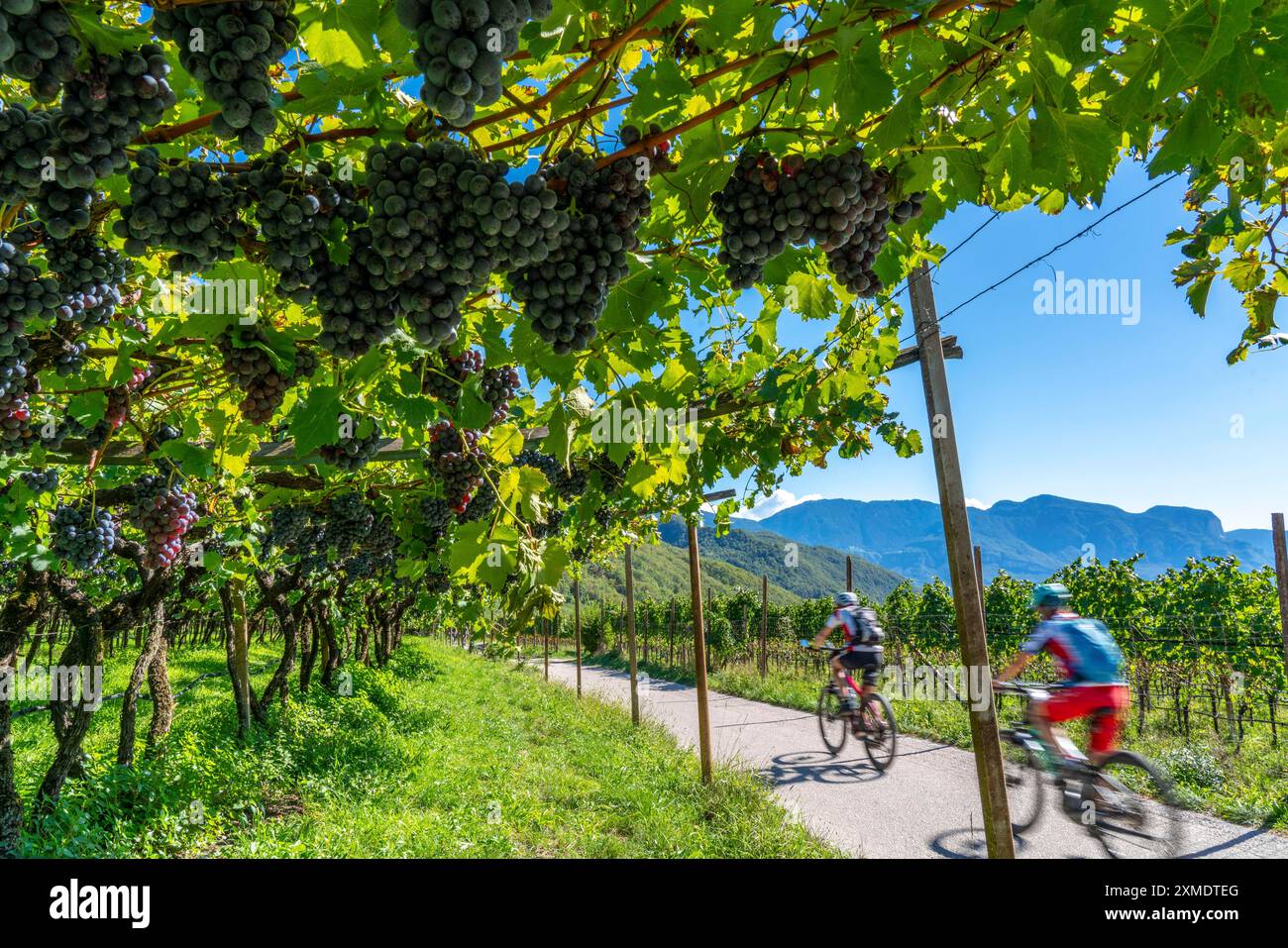 Radweg durch die Weinbaugebiete Südtirols, bei Kaltern an der Weinstraße, kurz vor der Traubenernte, Südtirol Stockfoto