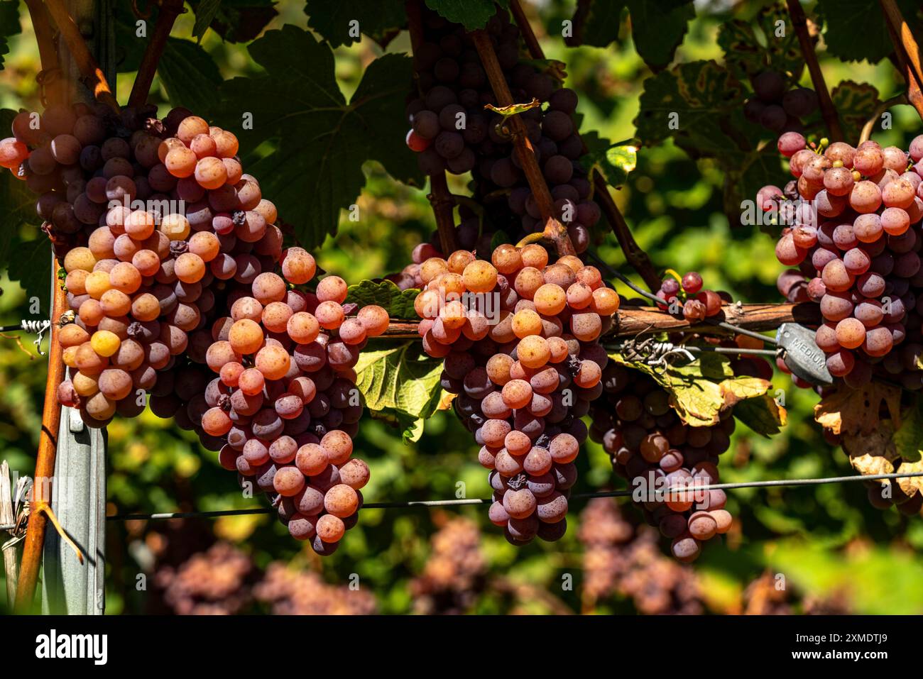 Weinbau, im Etschtal, in der Nähe des Dorfes Tramin an der Weinstraße, Südtirol, große Gewuerztraminer-Trauben, Italien Stockfoto