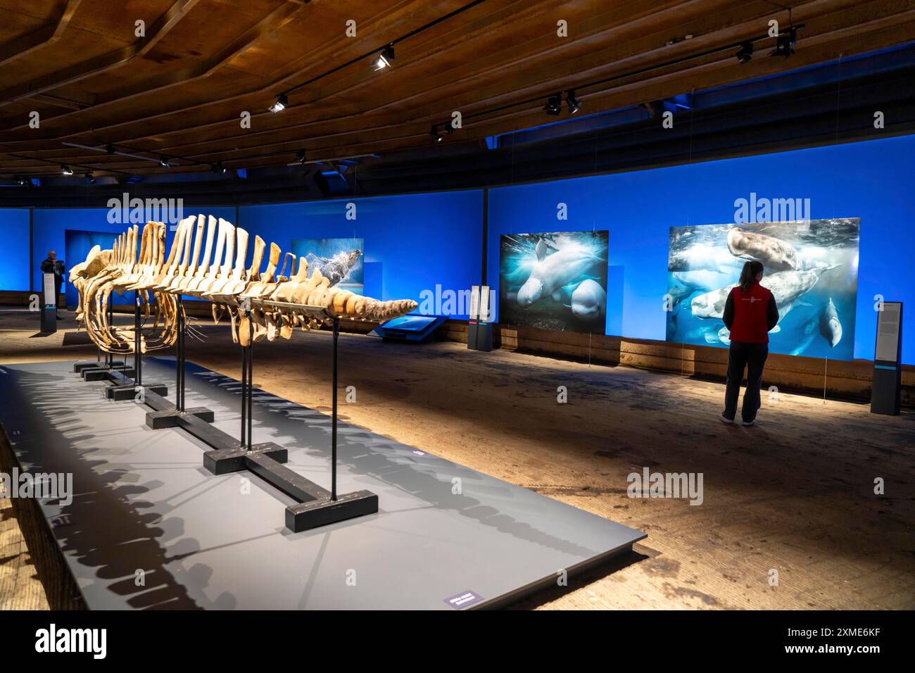 Ausstellung Plante Ozean im Gasometer in Oberhausen stehen die Ozeane der Welt in ihrer fragilen Schönheit im Mittelpunkt der neuen großformatigen Ausstellung Stockfoto