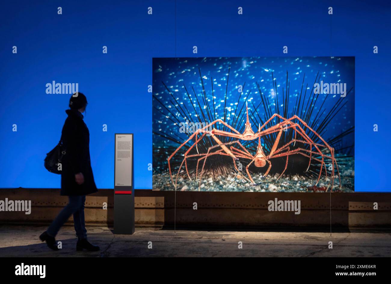 Ausstellung Plante Ozean im Gasometer in Oberhausen stehen die Ozeane der Welt in ihrer fragilen Schönheit im Mittelpunkt der neuen großformatigen Ausstellung Stockfoto