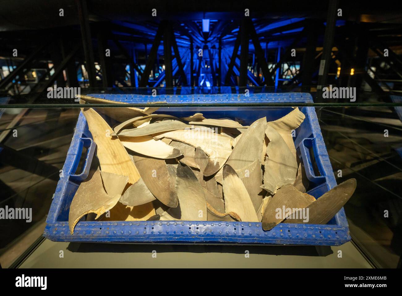 Illegal abgeschnittene Haifischflossen in der Ausstellung Plante Ozean im Gasometer in Oberhausen stehen die Ozeane in ihrer fragilen Schönheit im Mittelpunkt der Ausstellung Stockfoto