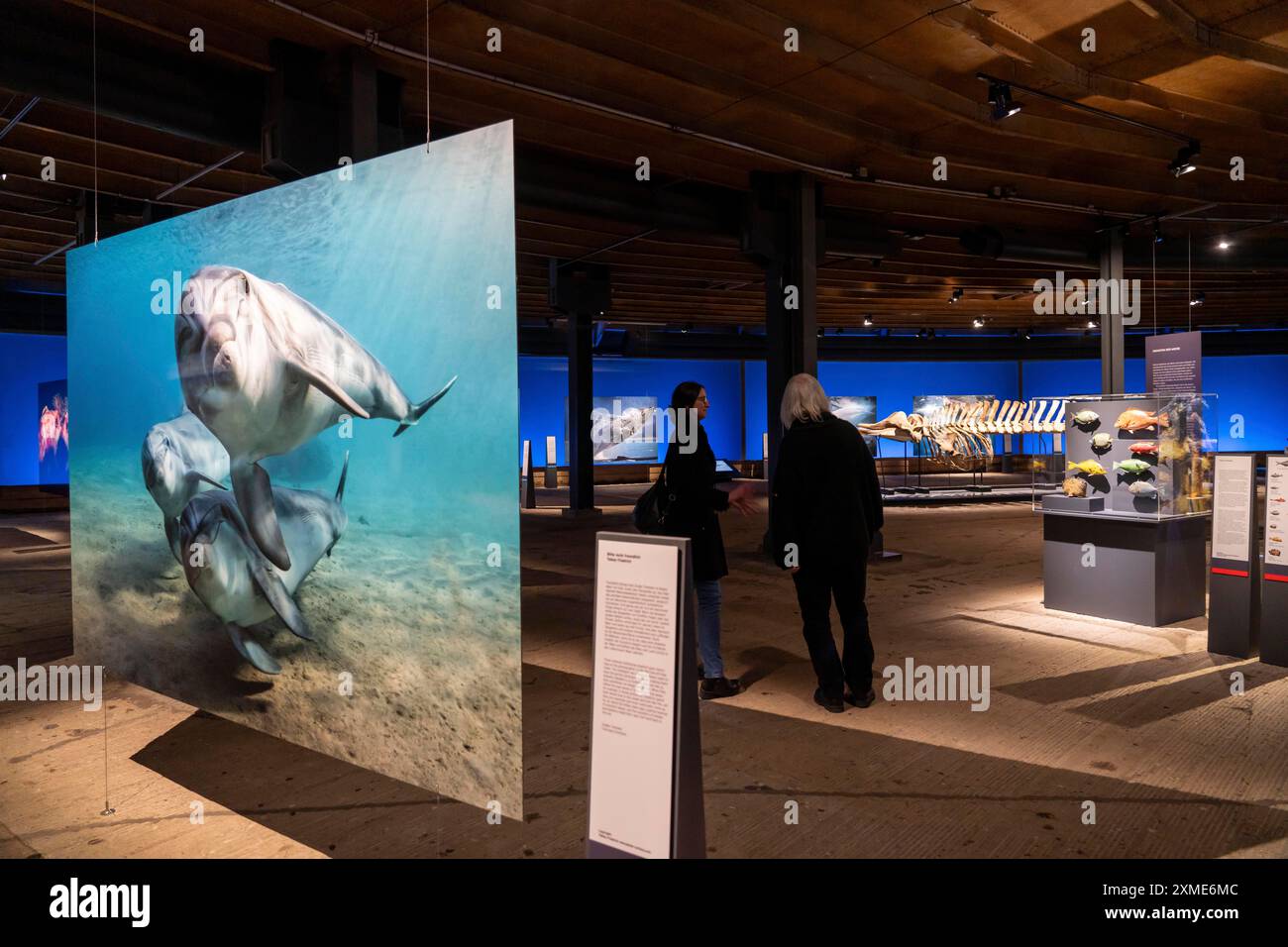 Ausstellung Plante Ozean im Gasometer in Oberhausen stehen die Ozeane der Welt in ihrer fragilen Schönheit im Mittelpunkt der neuen großformatigen Ausstellung Stockfoto