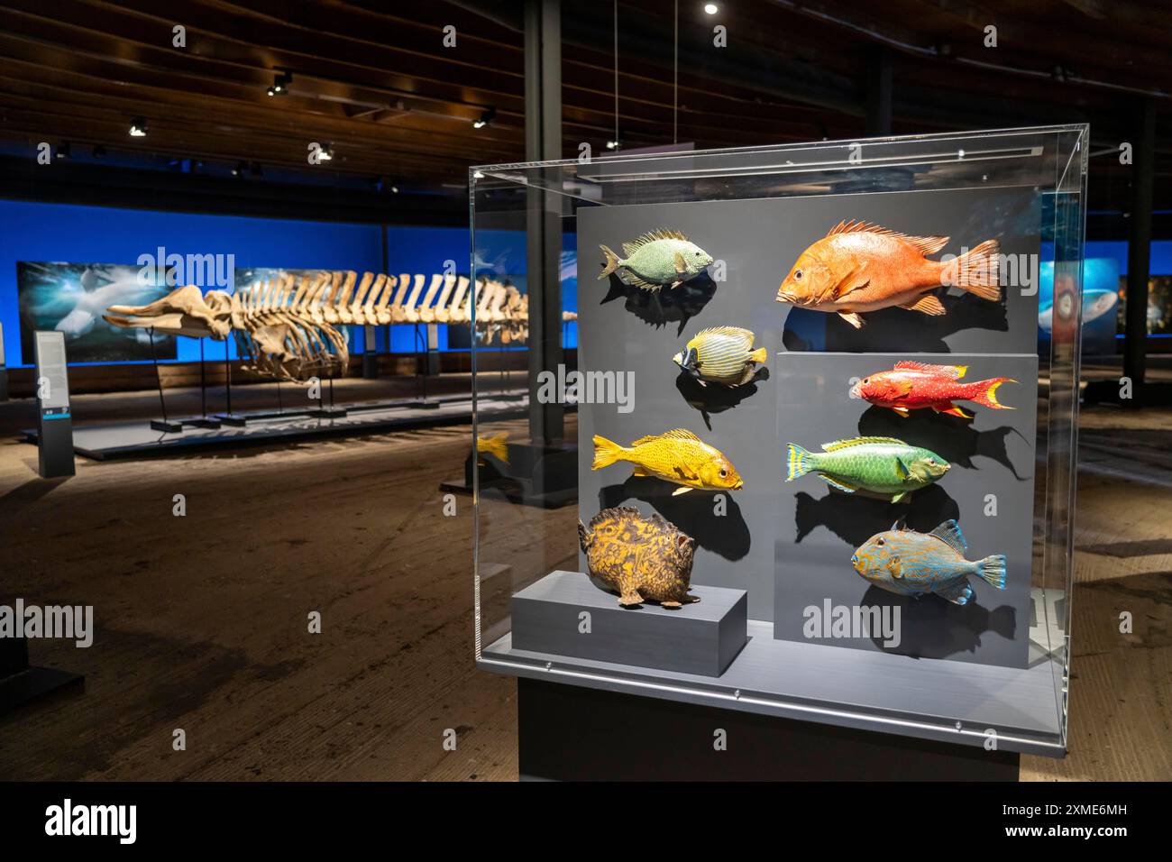 Ausstellung Plante Ozean im Gasometer in Oberhausen stehen die Ozeane der Welt in ihrer fragilen Schönheit im Mittelpunkt der neuen großformatigen Ausstellung Stockfoto