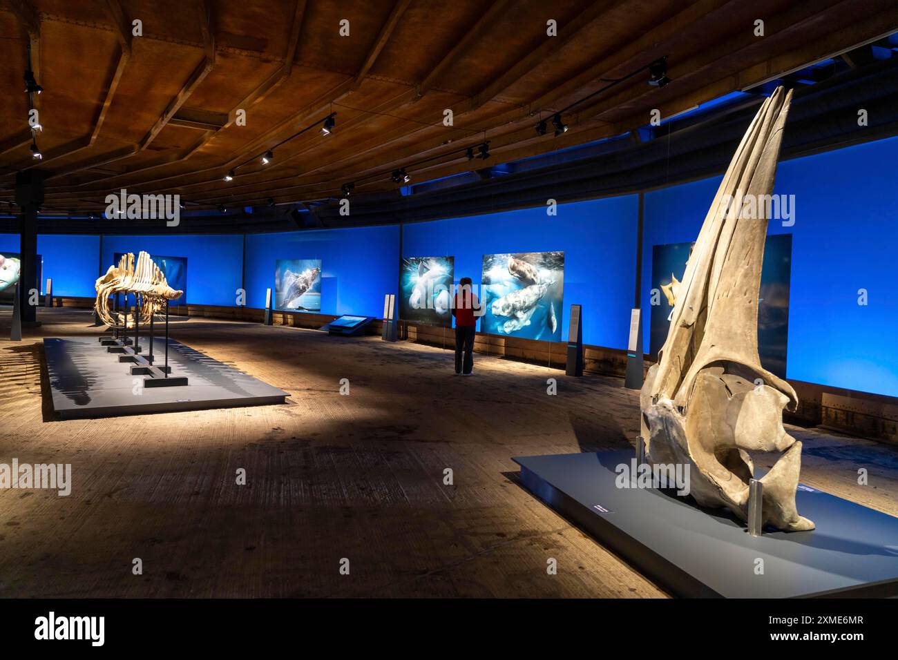 Ausstellung Plante Ozean im Gasometer in Oberhausen stehen die Ozeane der Welt in ihrer fragilen Schönheit im Mittelpunkt der neuen großformatigen Ausstellung Stockfoto
