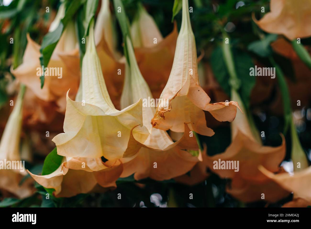 Goldene Engeltrompete, Brugmansia aurea. Hochwertige Fotos Stockfoto