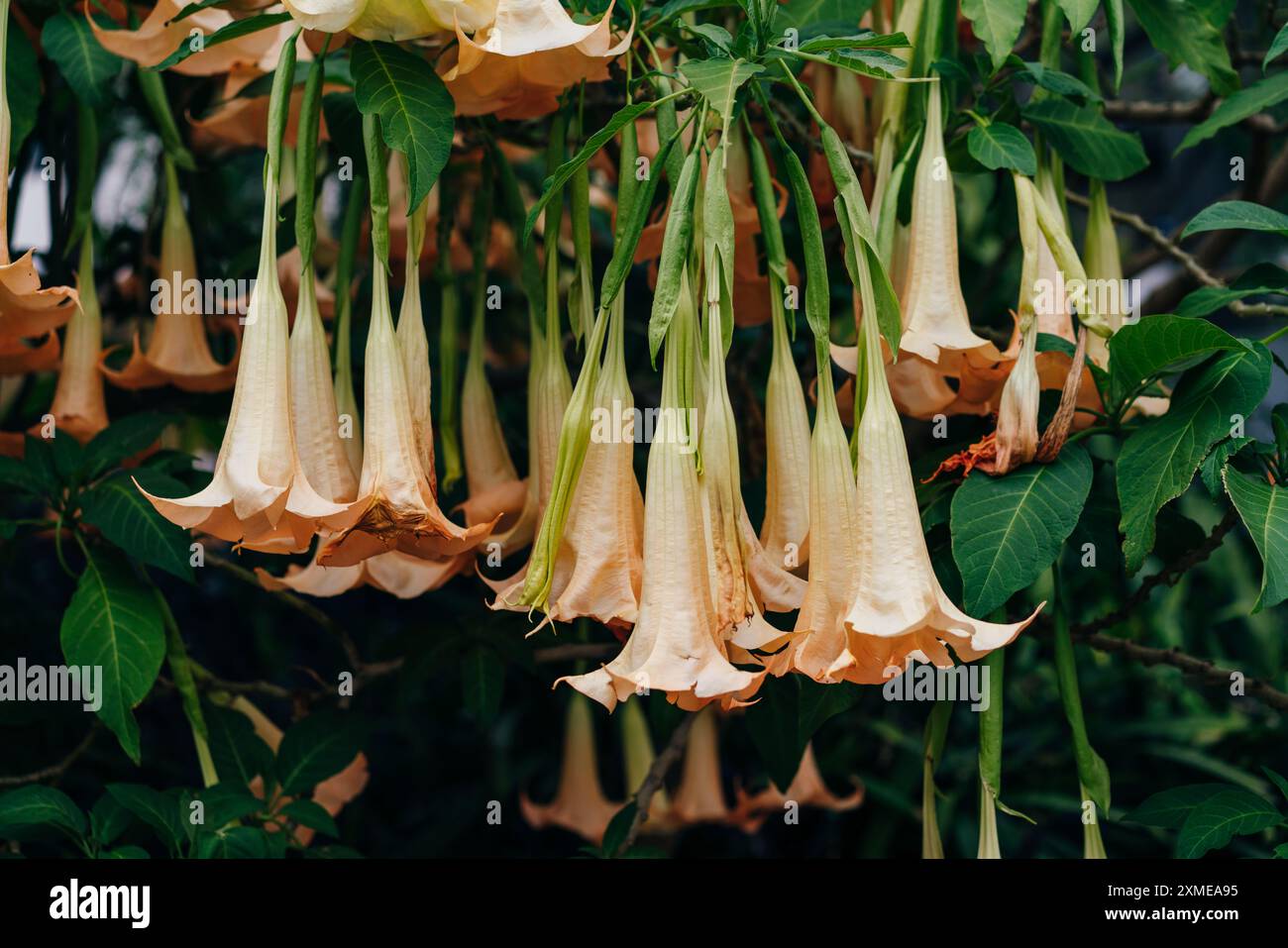 Goldene Engeltrompete, Brugmansia aurea. Hochwertige Fotos Stockfoto